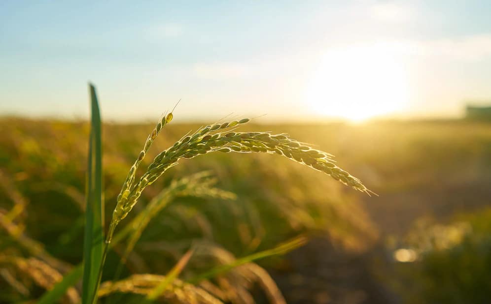 detail rice plant sunset valencia with plantation out focus rice grains plant seed 181624 25838